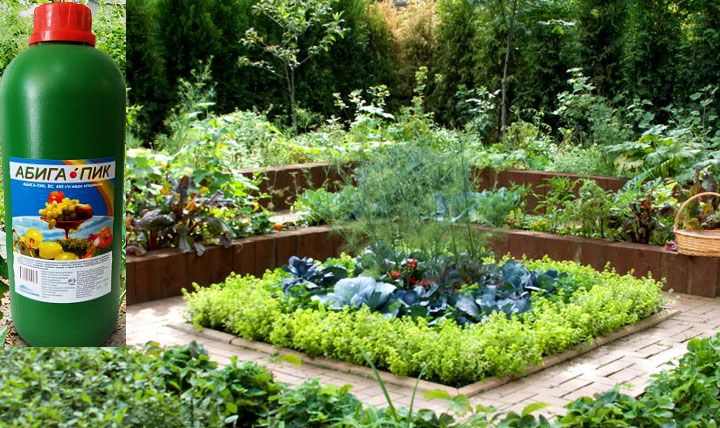 Применение препарата абига пик: инструкция для садовода