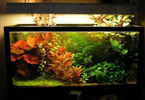 Зачем нужна подсветка аквариума и как правильно ее выбрать