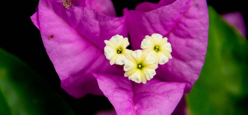 Очаровательная и неповторимая бугенвиллия садовая – отличный выбор для южных регионов