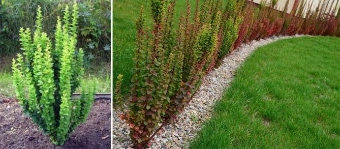10 сортов барбариса, которые украсят ваш сад