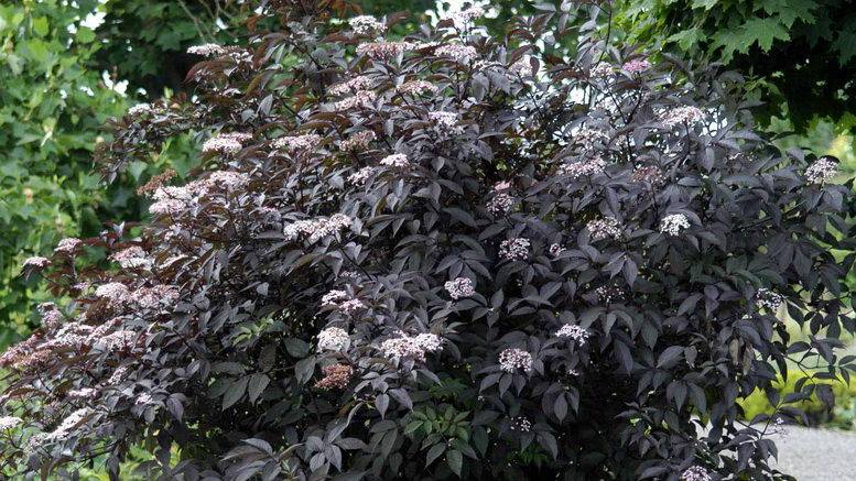 Бузина ауреа – декоративное древовидное растение со съедобными ягодами