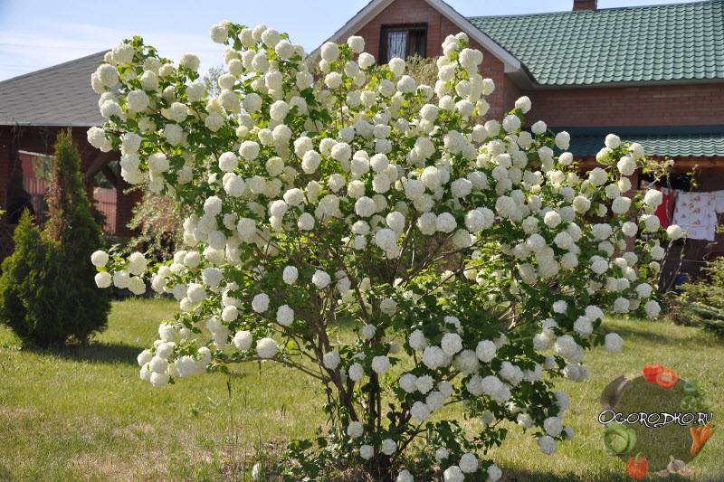 Калина бульденеж — белоснежная красавица в саду