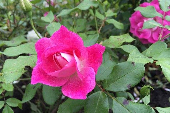 Чем болеют розы: 10 частых проблем и их решения
