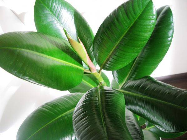 Древовидное вечнозеленое растение — фикус «лирата»