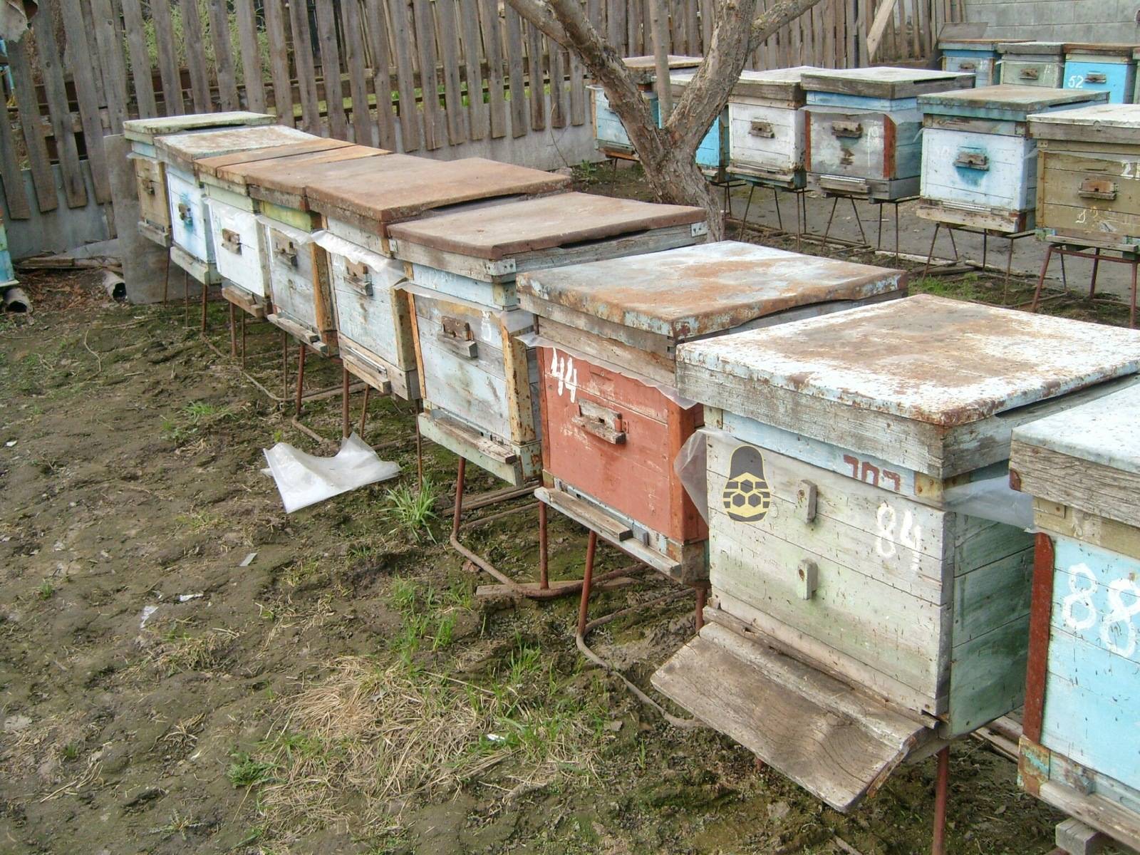 Пчеловодство для начинающих: советы профессионалов