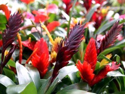 Вриезия — выращивание, уход и размножение комнатного растения. посадка и особенности лечения цветка (95 фото + видео)