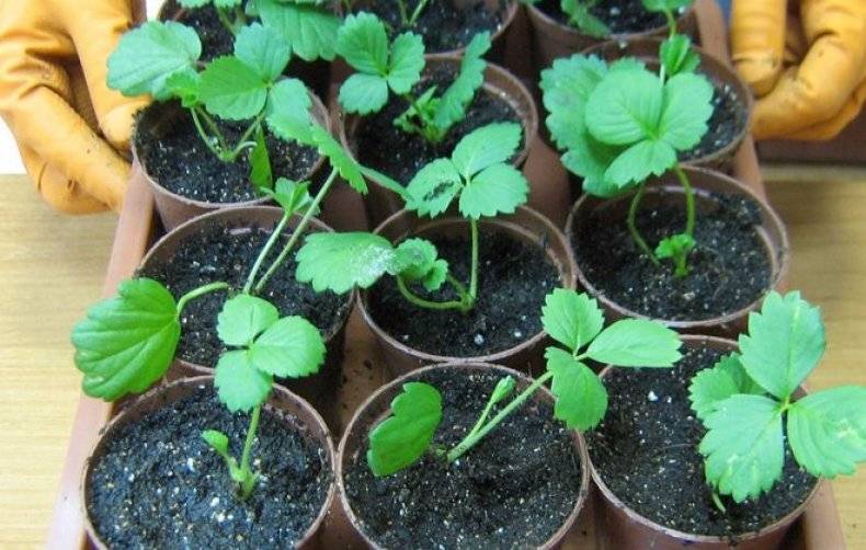 Выращивание рассады земляники из семян в домашних условиях