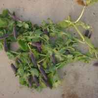 Описание сортов фиолетового гороха, особенности выращивания и применение