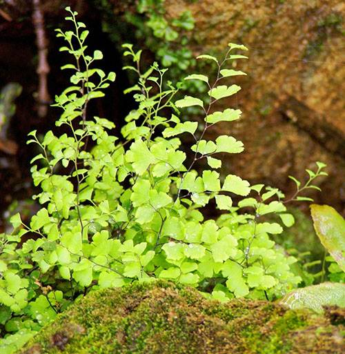 Растение адиантум: описание, выращивание, виды