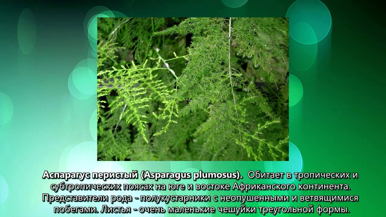 Кудрявая лиана на подоконнике – аспарагус серповидный. особенности выращивания и фото цветка