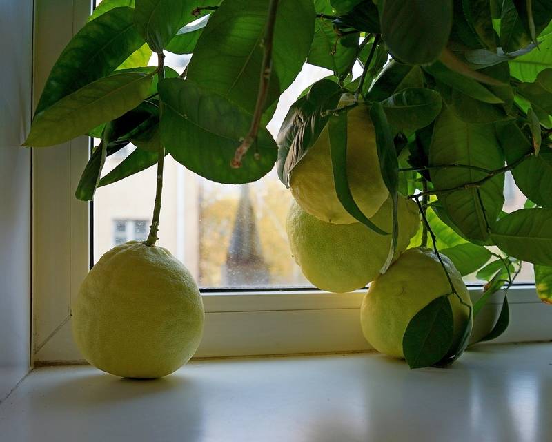 Полив лимона в домашних условиях