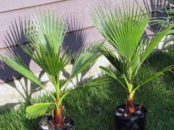 Как организовать грамотный уход за пальмой вашингтонией в домашних условиях