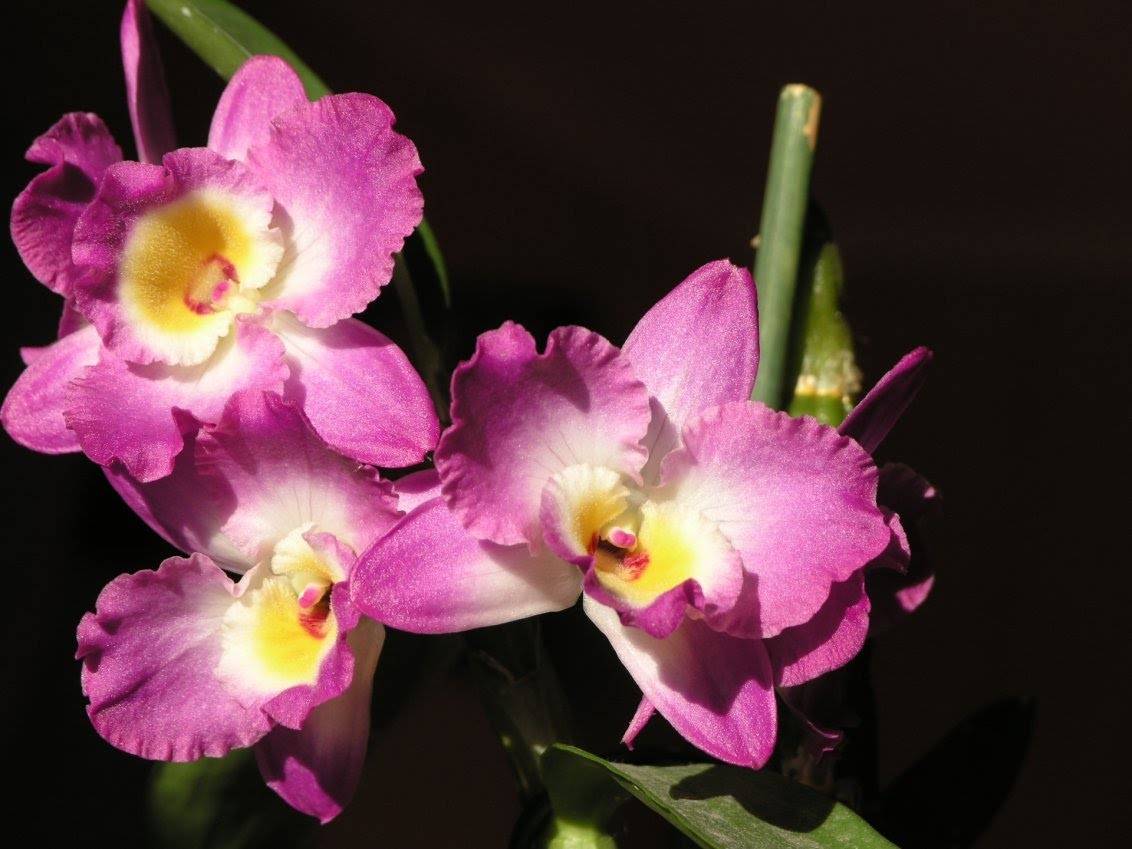 Тонкости пересадки орхидеи дендробиум в домашних условиях — инструкция и фото цветка