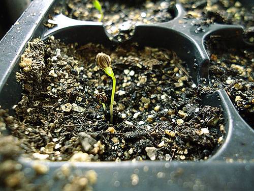 Петрушка — выращивание из семян и уход в открытом грунте. когда сажать петрушку в 2019 году на рассаду