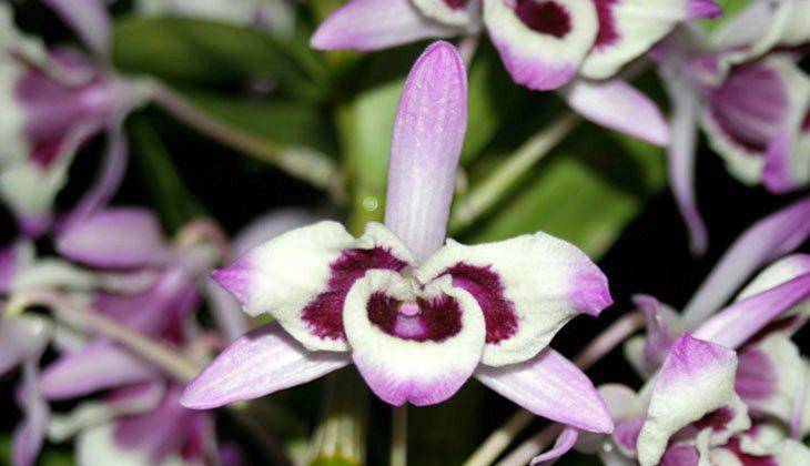 Великолепная орхидея дендробиум — разновидности и уход в домашних условиях