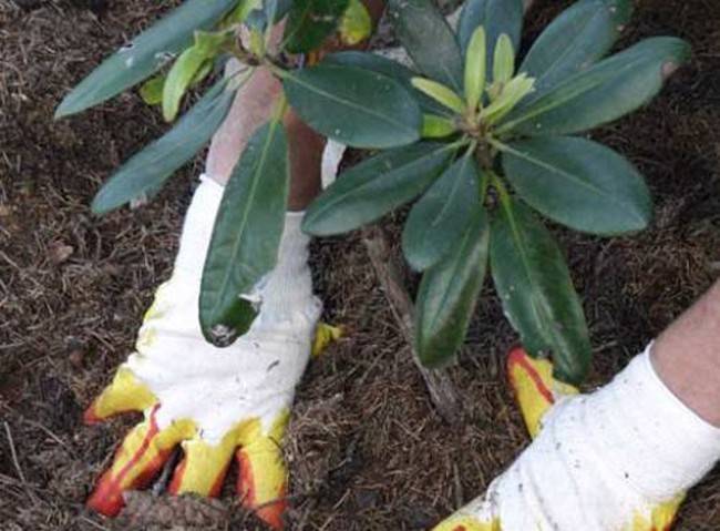 Посадка и уход за рододендроном в сибири (фото) доступны практически всем