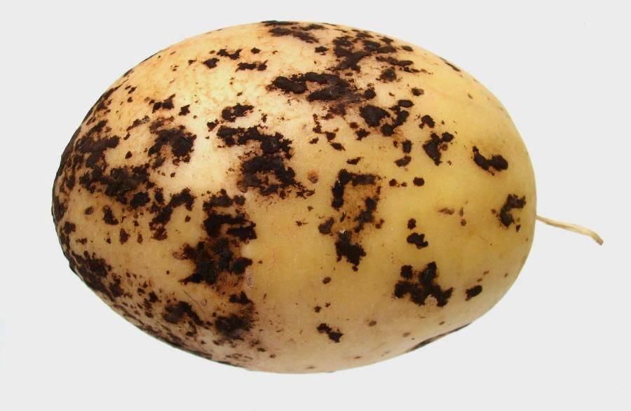 Ризоктониоз (черная парша) картофеля: описание и меры борьбы