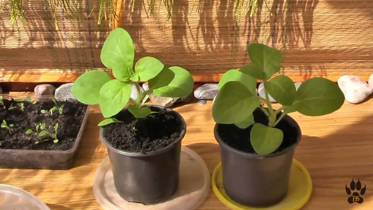 Как вырастить рассаду петунии в домашних условиях