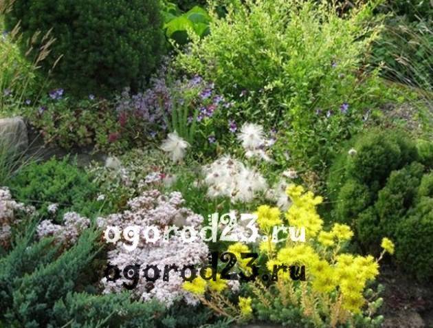 Декоративно-цветущие многолетние кустарники для сада