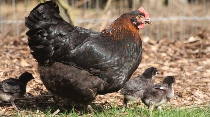 Для чего необходимо знать пол будущего цыпленка? три способа определения пола по яйцу и их достоверность