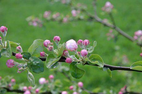 Ситуации, когда яблони не растут, что делать? советы профессиональных садоводов