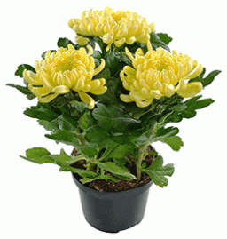 Как вырастить хризантему из букета в домашних условиях?