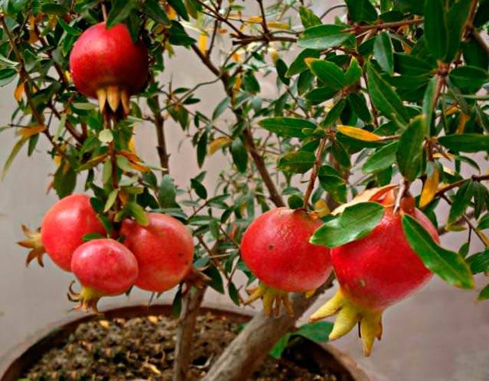 Поэтапная инструкция для начинающих огородников: как правильно пасынковать помидоры в теплице и зачем это нужно