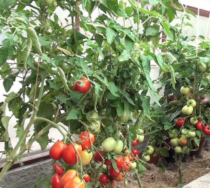 Метод маслова — посадка и выращивание помидоров, видео