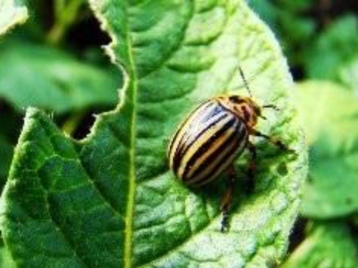 Как избавиться от колорадского жука на картошке: лучшие препараты и самые эффективные средства