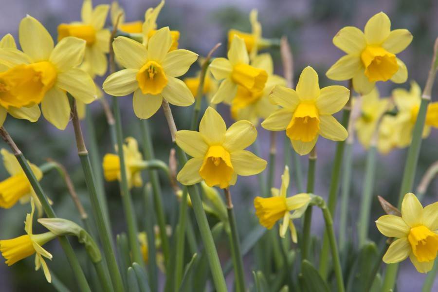 Нарциссы садовые: описание цветов, уход и выращивание