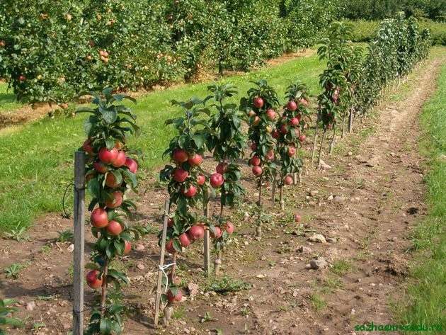 Практические рекомендации, как вырастить саженцы яблони