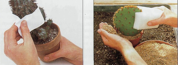 Какой грунт нужен для выращивания кактусов?