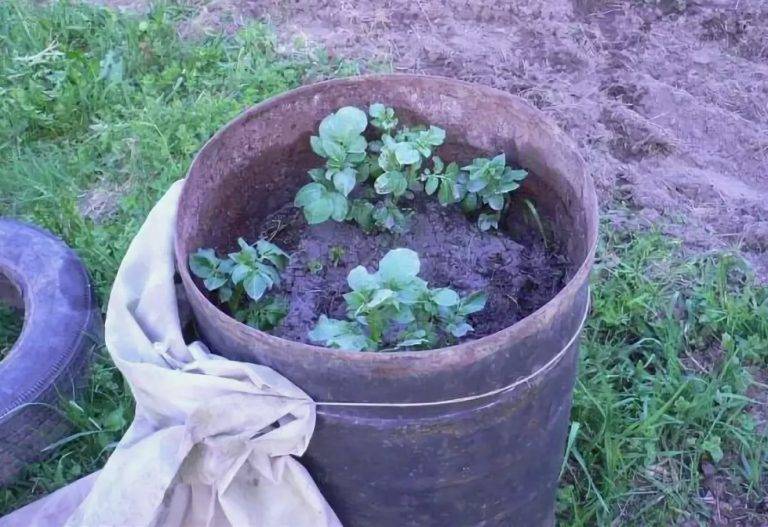 Как вырастить картофель в бочке. пошаговая технология выращивания