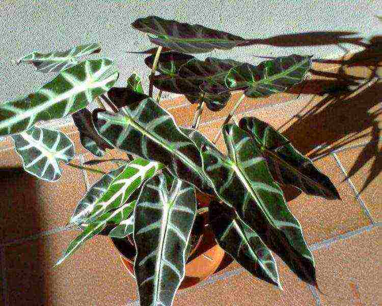 Особенности, описание видов алоказии и фото многолетнего растения