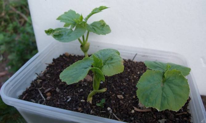 Когда сажать арбузы на рассаду: подготовка семян и правила выращивания