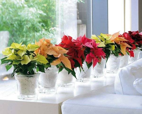 Рождественский цветок пуансетия: уход в домашних условиях