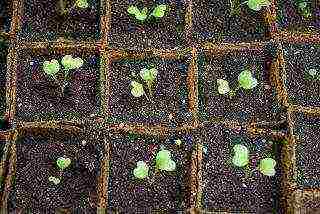Как вырастить цветную капусту: способы посадки и особенности ухода