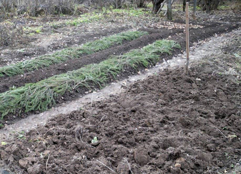 Пастернак — как вырастить овощ у себя на приусадебном участке рассадным методом