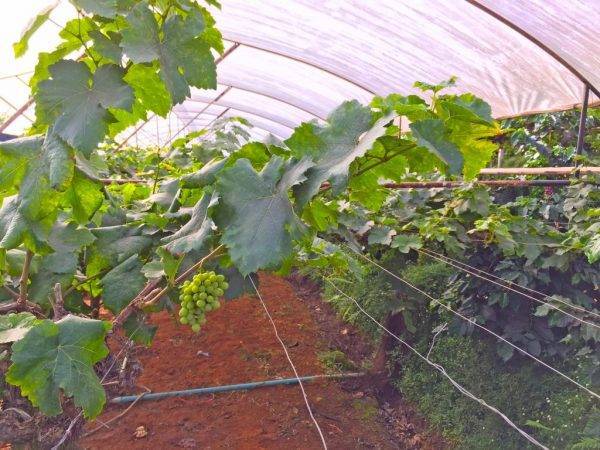 Способы укрытия винограда на зиму