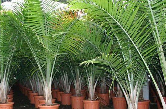 Тропическая пальма в домашних условиях: какие виды можно вырастить в квартире и какой уход им требуется?