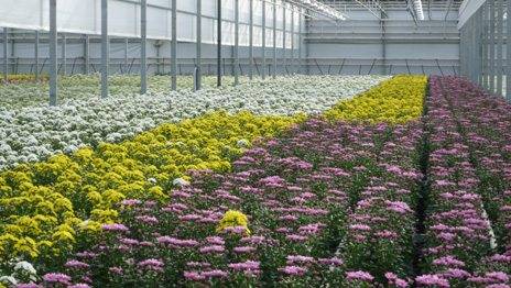 Выращивание хризантем на продажу, или цветы как бизнес