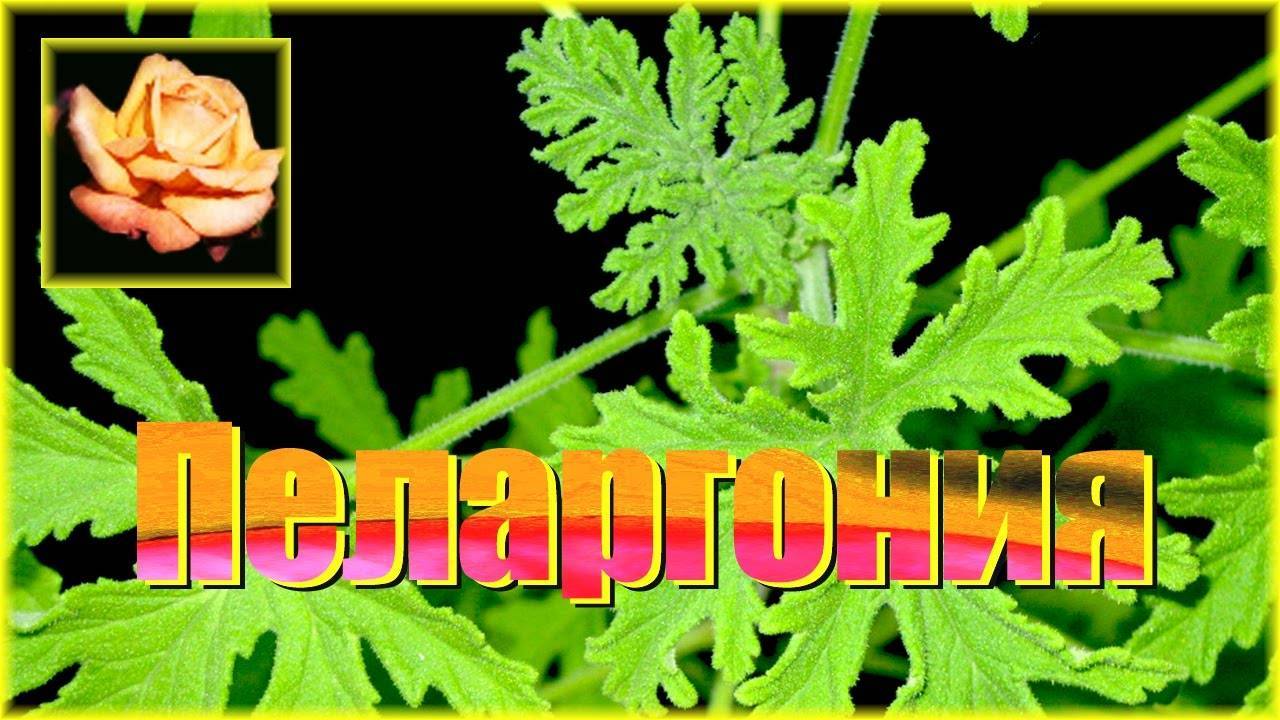 Пеларгония ампельная или герань — выращивание и уход в домашних условиях