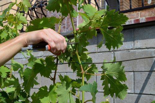 Как размножить виноград: самые эффективные способы размножения своими руками различных видов винограда (150 фото)