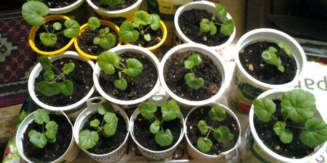 Cемена пеларгонии: когда делать посев, как пошагово посадить и вырастить в домашних условиях в торфяных таблетках, как выглядят на фото?