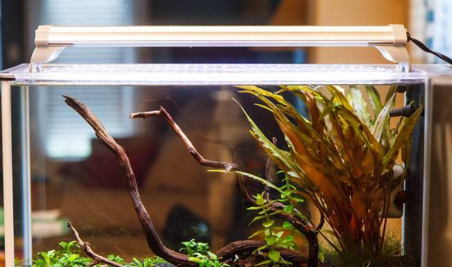 Освещение аквариума: выбор ламп, какие лучше? инструкция с фото и видео!