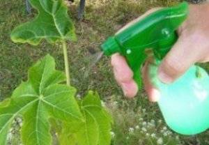 Зеленое мыло — инструкция по применению в саду, состав, видео