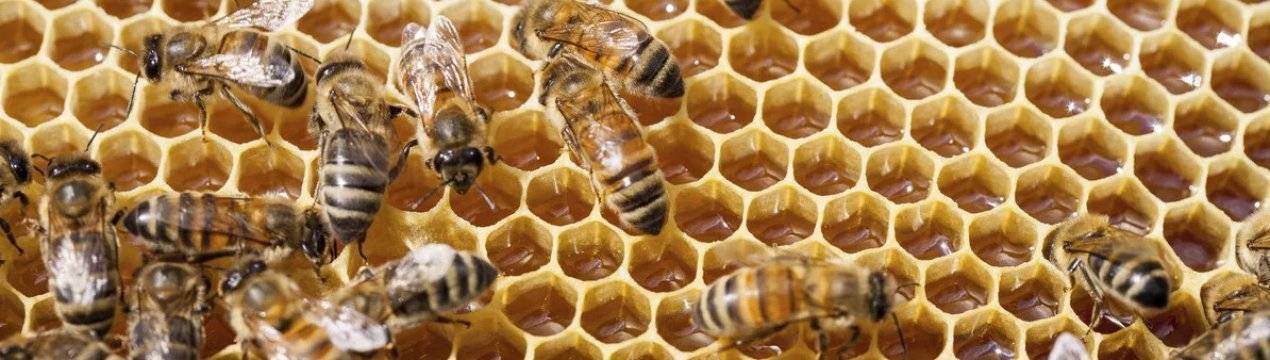 Как пересадить пчел в чистый улей весной?