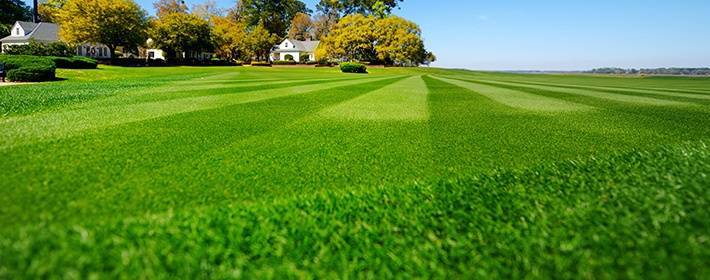 Удобрения для газона: чем подкормить газон весной, летом и осенью