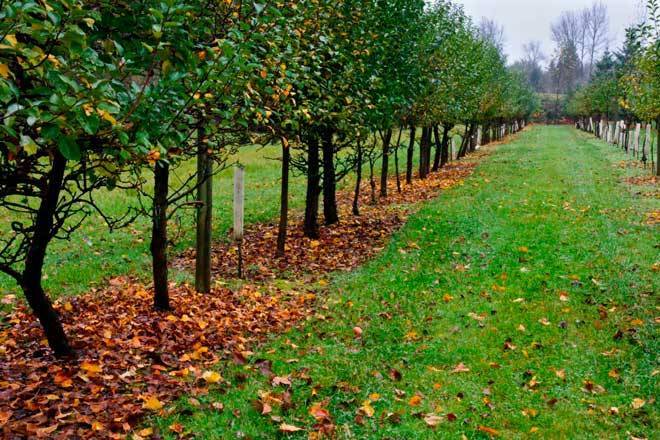 10 правил посадки плодовых деревьев