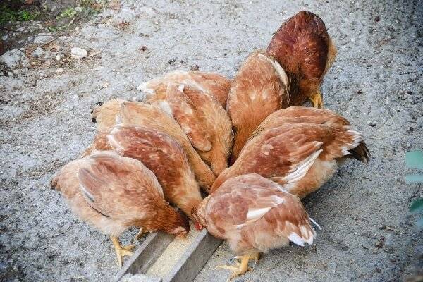 Раскрываем секреты комбикормов для питания цыплят и учимся их готовить